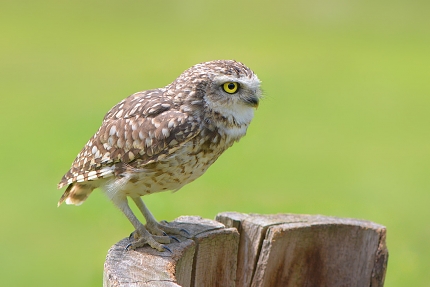 Holenuil (Athena cunicilaria) 6-2016 0657